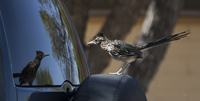 Greater Roadrunner 5725